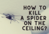 How To Kill A Spider On The Ceiling