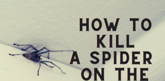 How To Kill A Spider On The Ceiling