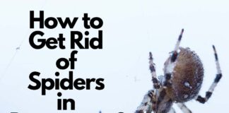 How to Get Rid of Spiders in Basement