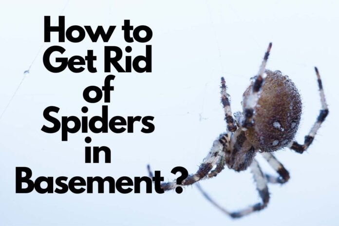 How to Get Rid of Spiders in Basement