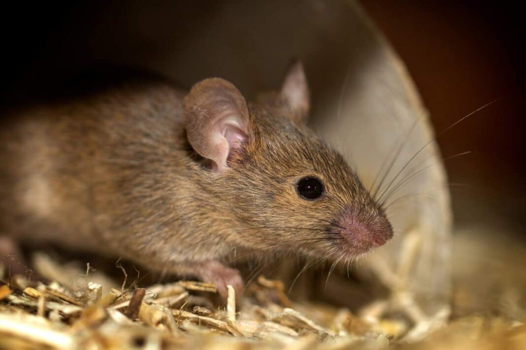 What Do Rats Smell Like And How To Get Rid Of It?