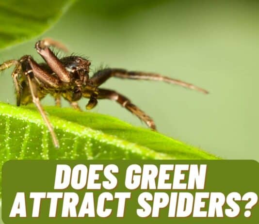 Does Green Attract Spiders