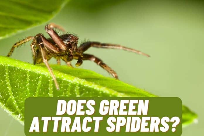Does Green Attract Spiders