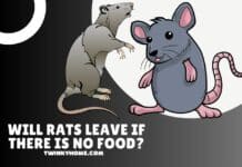 will rats leave if there is no food