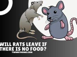 will rats leave if there is no food