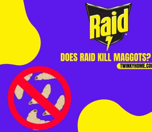 does raid kill maggots